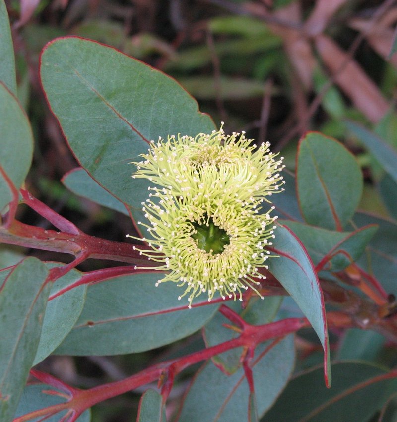 Bell-Fruit Mallee
