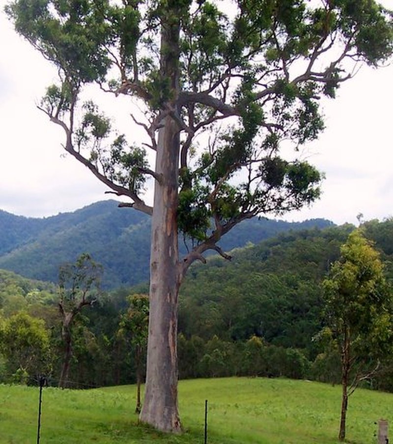 Gray Gum