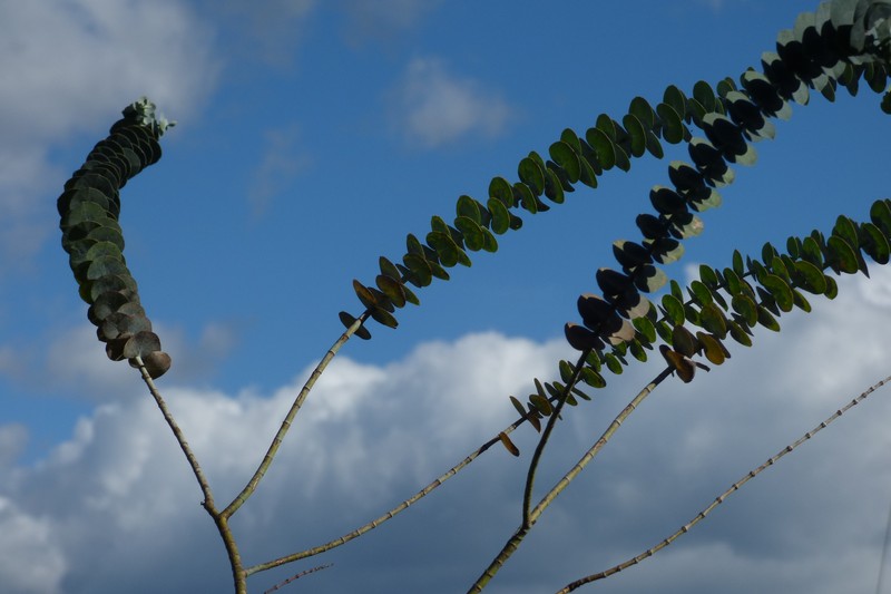 Silverleaf Mountain Gum photo 4