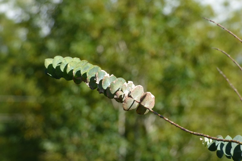 Silverleaf Mountain Gum photo 6