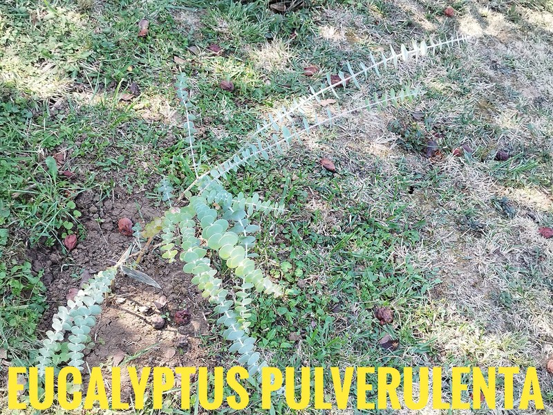 Silverleaf Mountain Gum photo 2