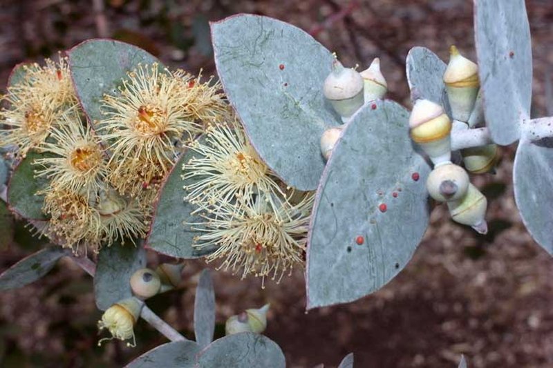 Silverleaf Mountain Gum photo 7