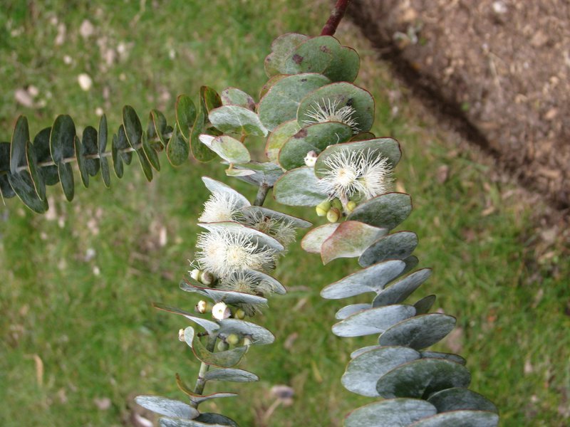Silverleaf Mountain Gum photo 8