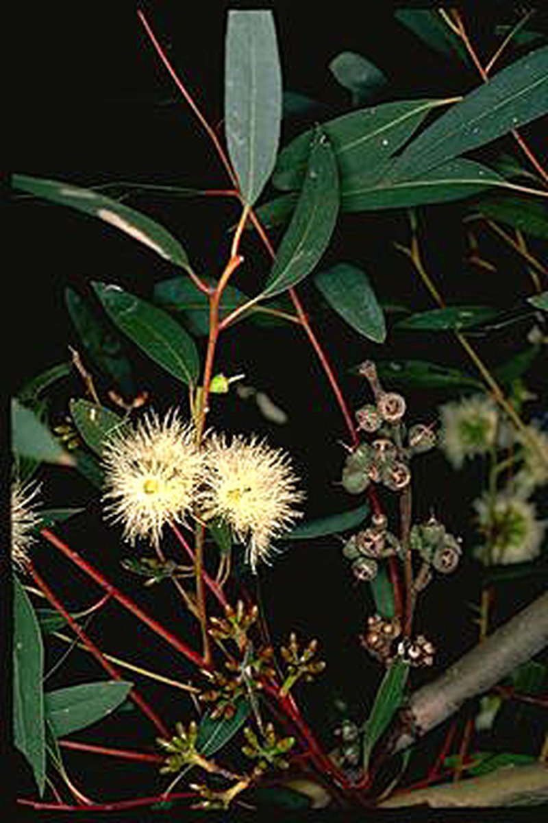Eucalyptus pumila