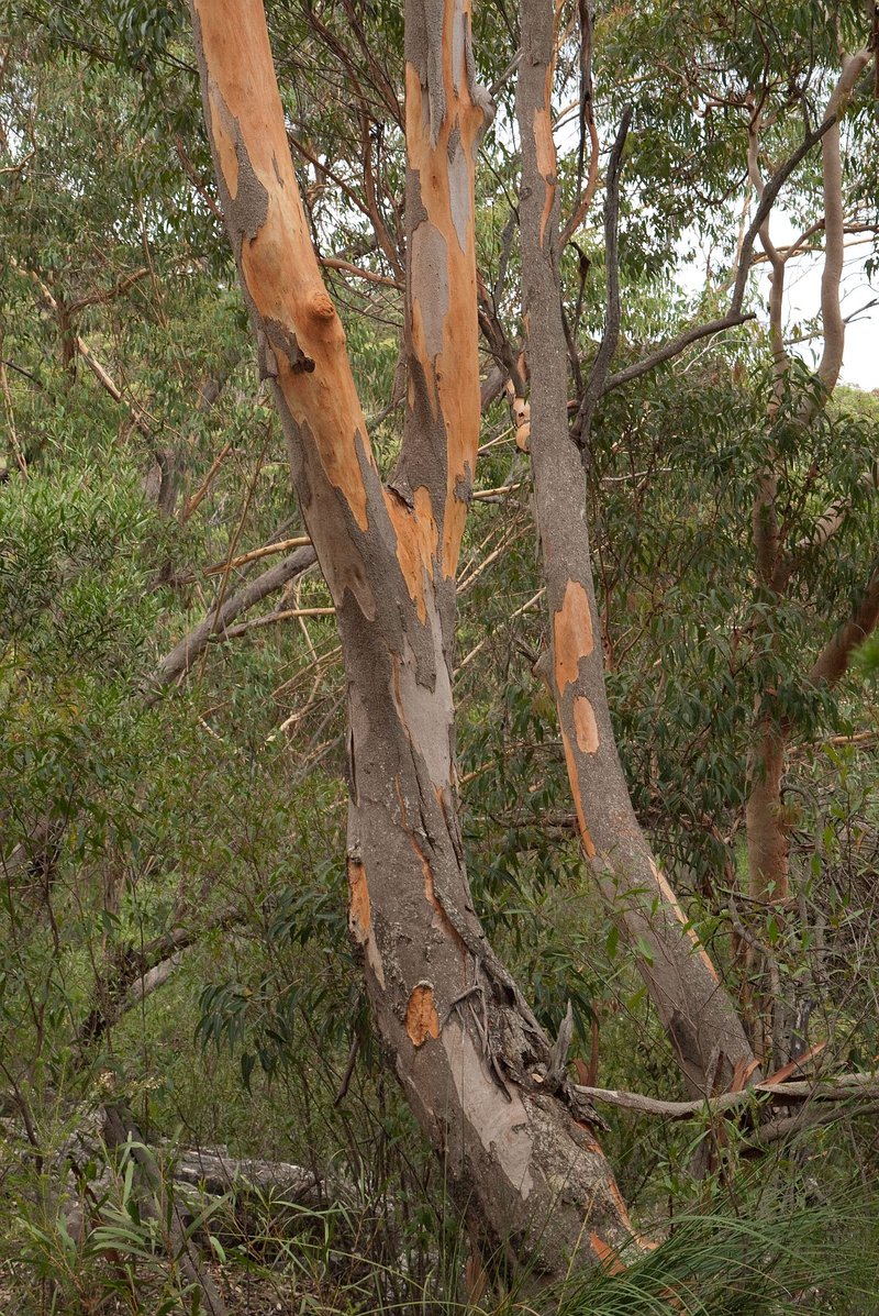 Gray Gum