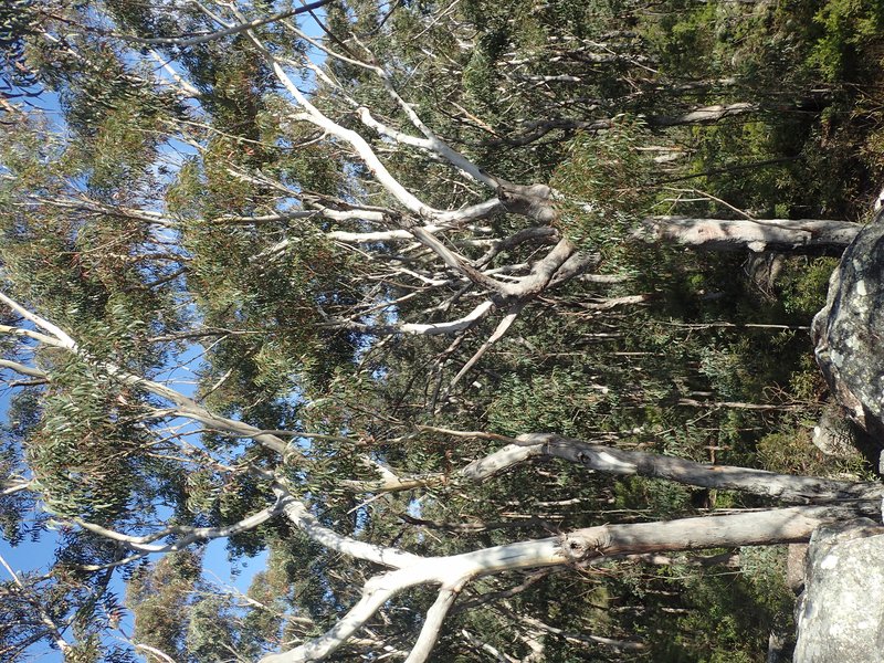Eucalyptus pyrocarpa