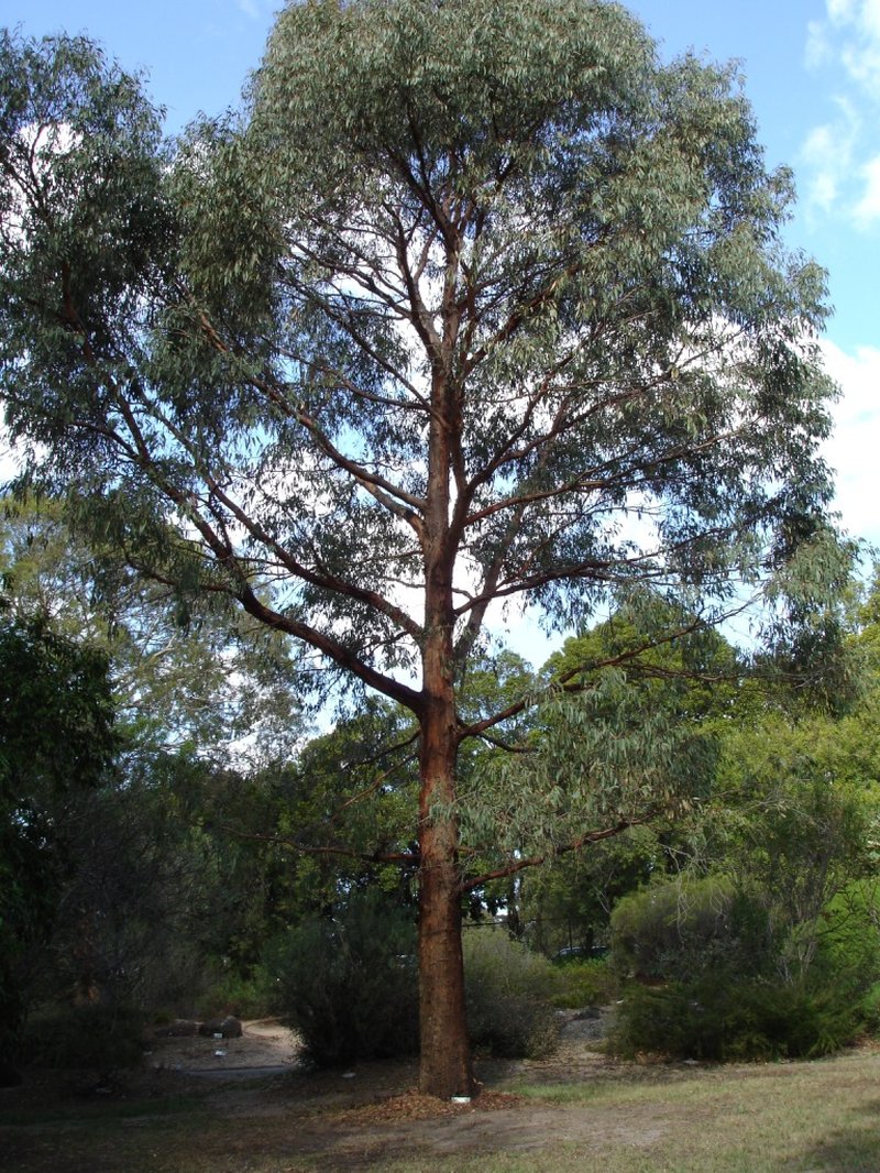 Narrow-Leaf Peppermint Gum