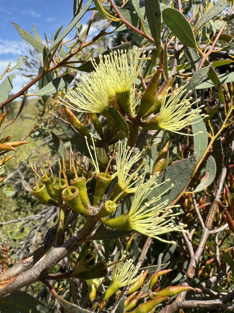 Eucalyptus ravensthorpensis photo 2