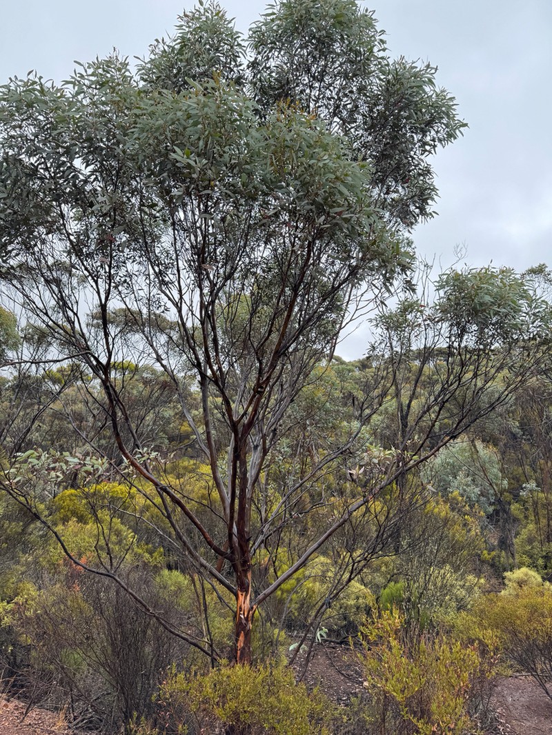 Eucalyptus ravensthorpensis photo 3
