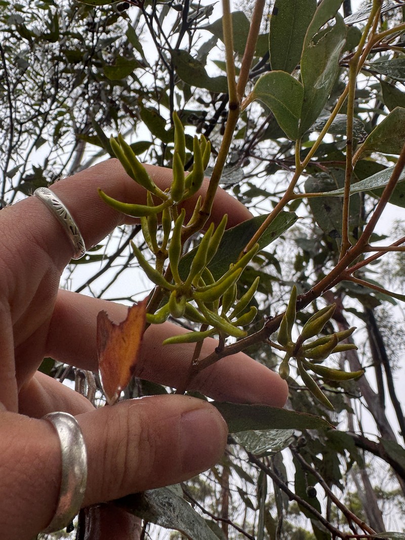 Eucalyptus ravensthorpensis photo 4