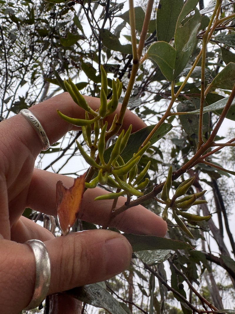 Eucalyptus ravensthorpensis photo 6