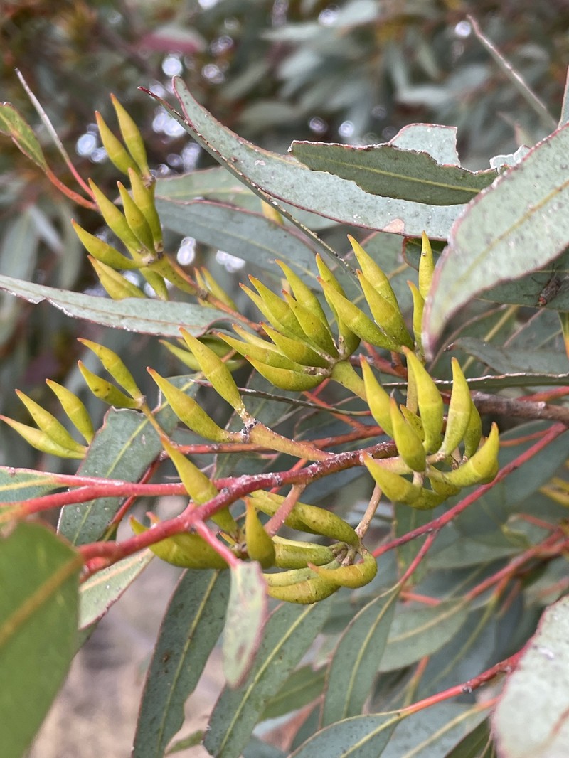 Eucalyptus ravensthorpensis photo 7