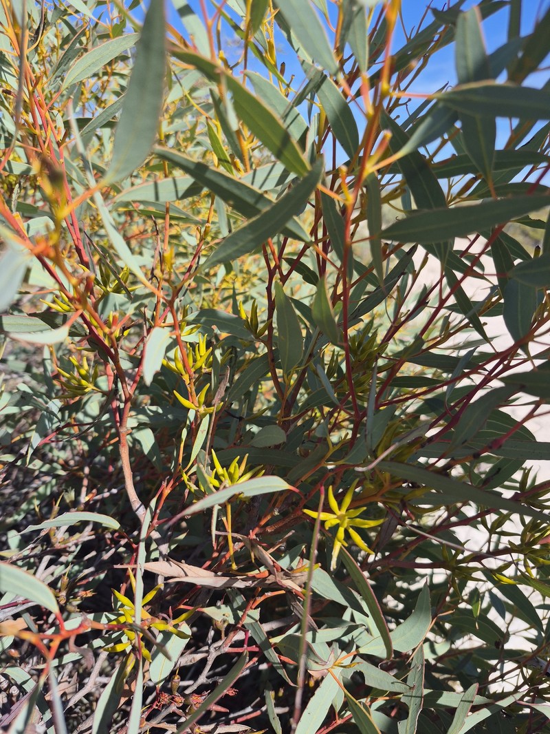 Eucalyptus redunca subsp. pluricaulis