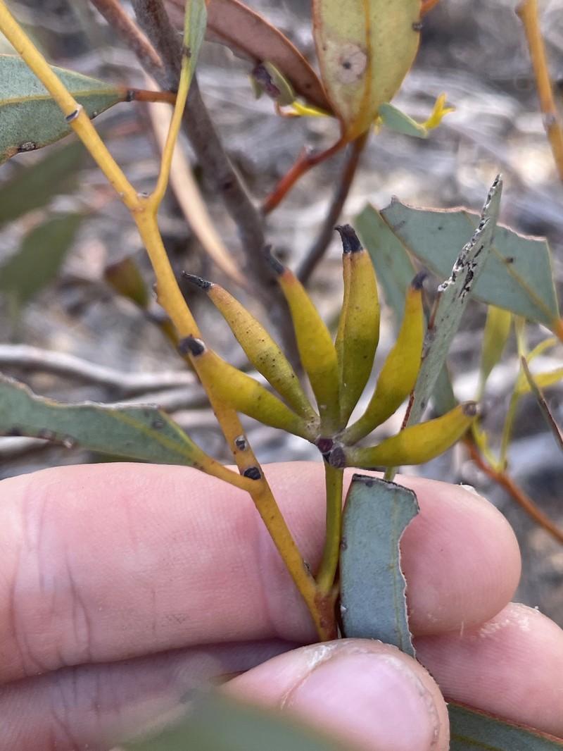 Eucalyptus redunca subsp. pluricaulis photo 2