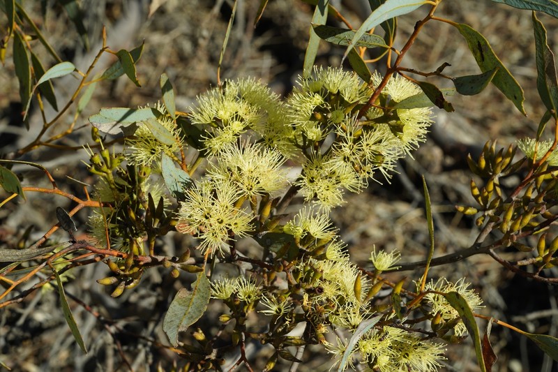 Eucalyptus redunca subsp. pluricaulis photo 3