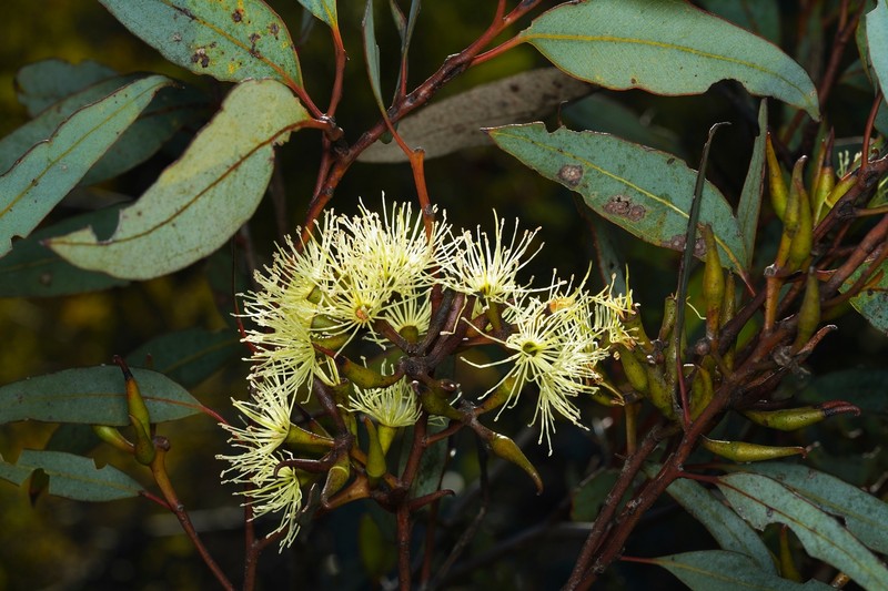Eucalyptus redunca subsp. pluricaulis photo 4