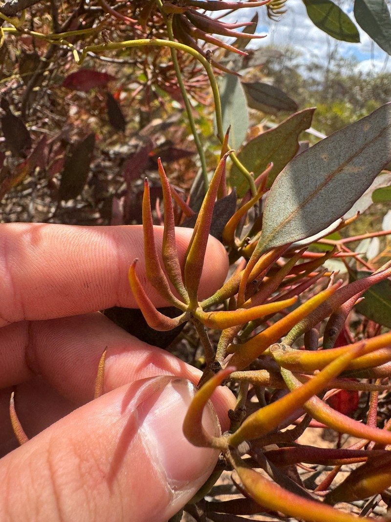 Eucalyptus redunca subsp. porphyrea