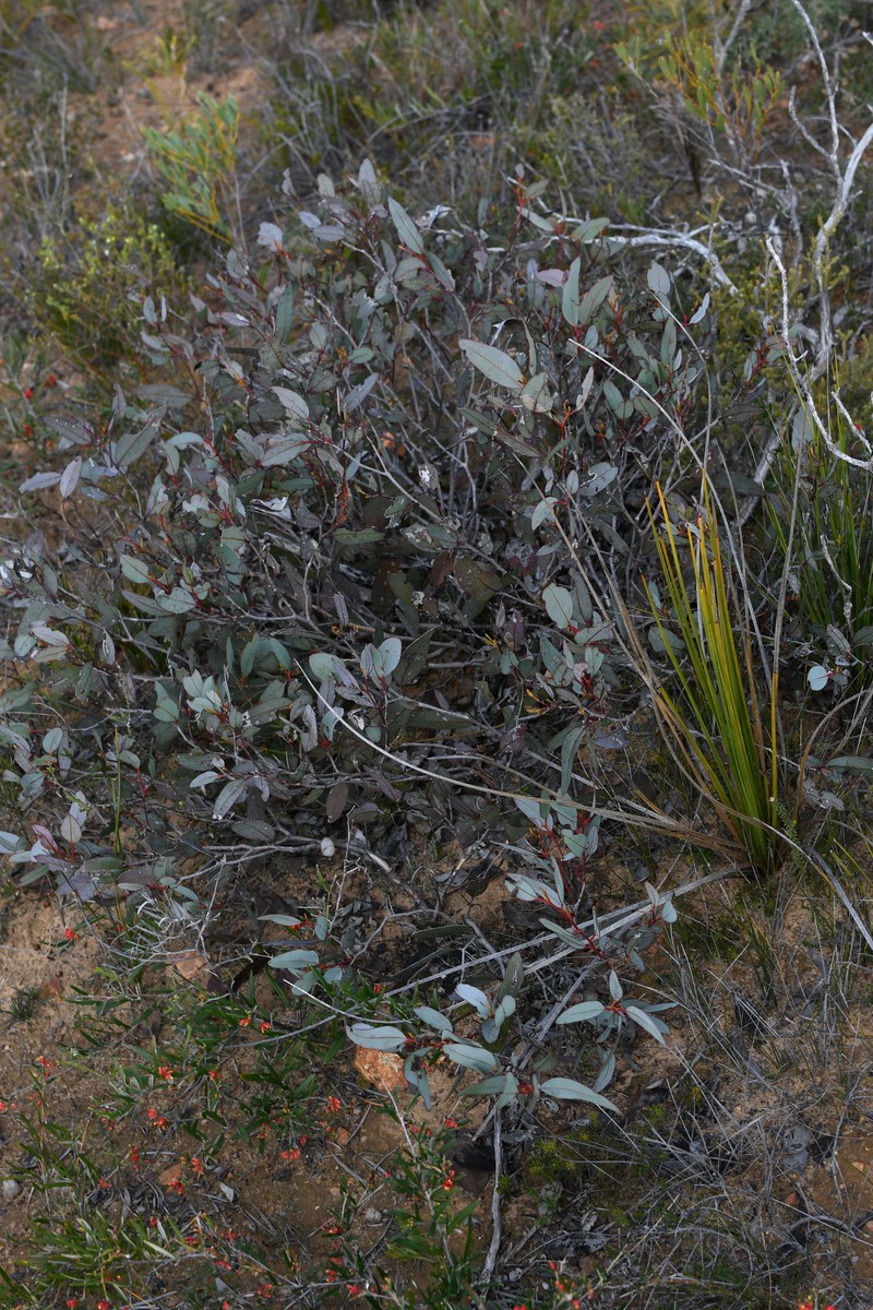 Eucalyptus redunca subsp. porphyrea photo 2