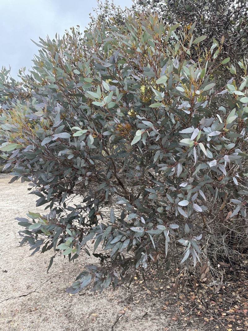 Eucalyptus redunca subsp. porphyrea photo 3