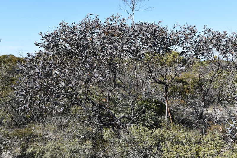 Eucalyptus redunca subsp. porphyrea photo 4