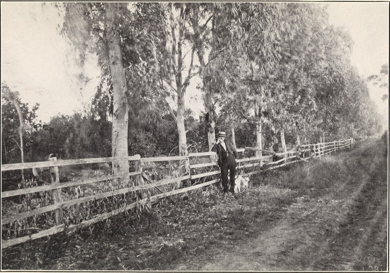 Redmahogany photo 4