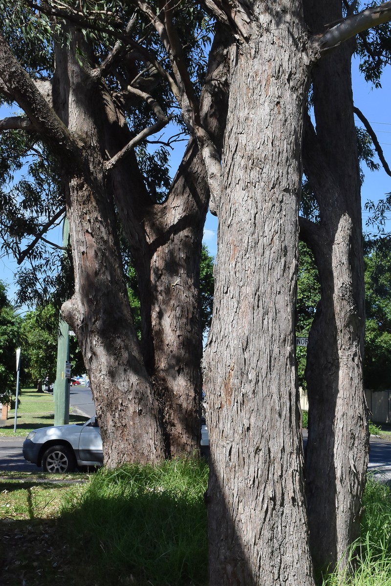 Eucalyptus resinifera subsp. resinifera