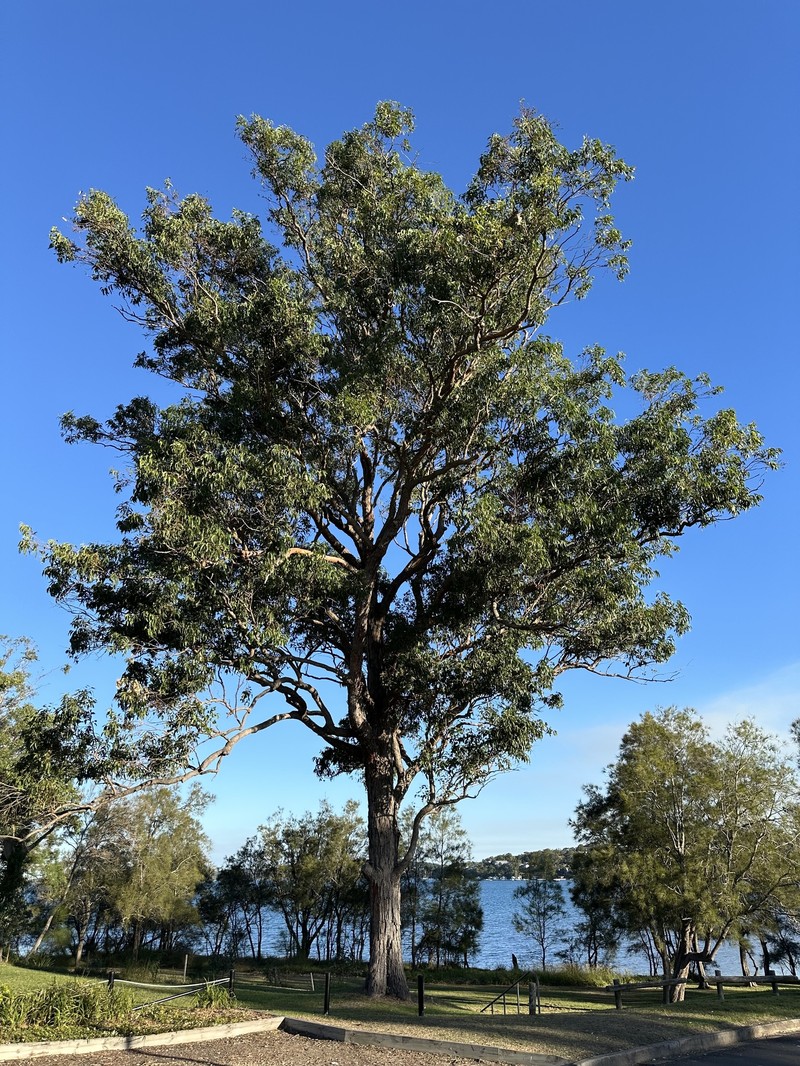 Eucalyptus resinifera subsp. resinifera photo 2