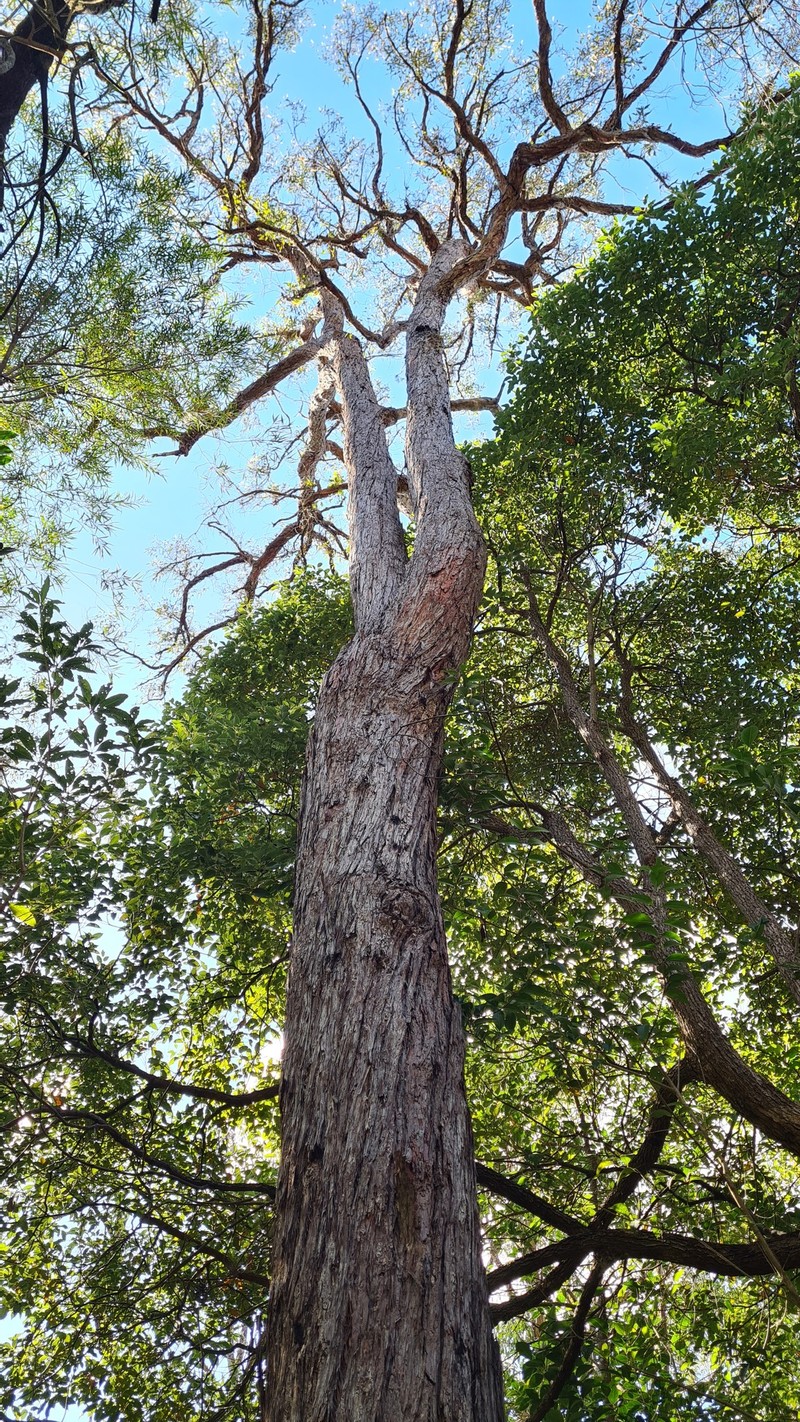 Eucalyptus resinifera subsp. resinifera photo 3