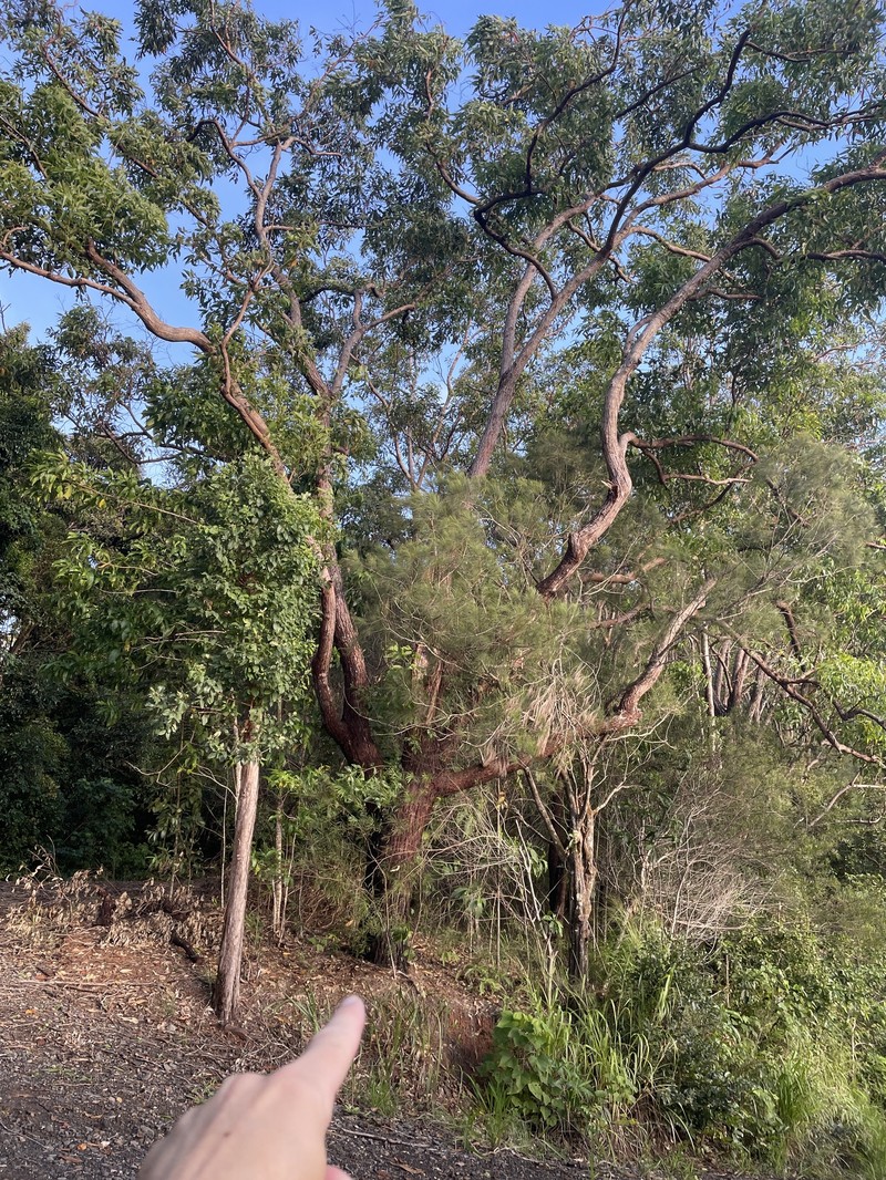 Eucalyptus resinifera subsp. resinifera photo 4