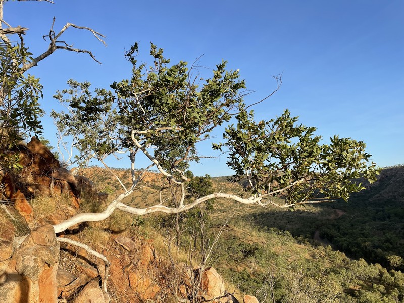 Eucalyptus revelata photo 3