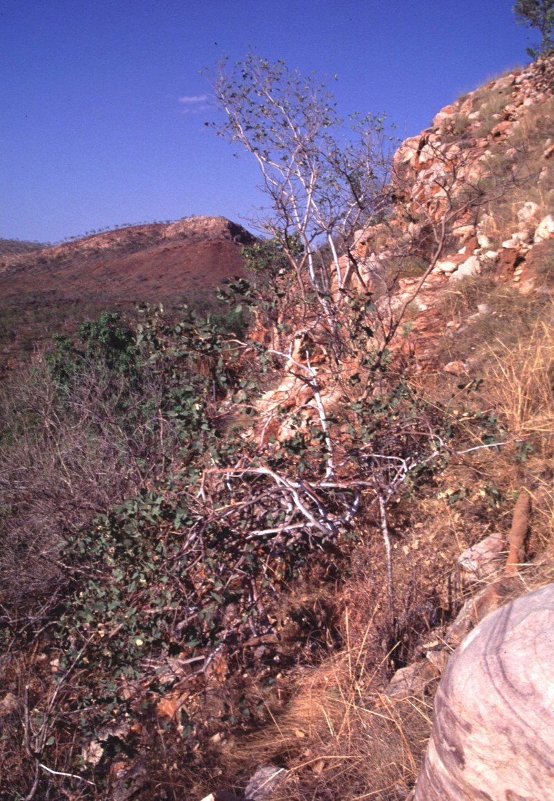 Eucalyptus revelata photo 4
