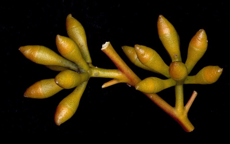 Eucalyptus rigidula
