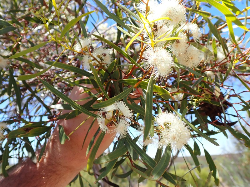 Eucalyptus rigidula subsp. clancularia