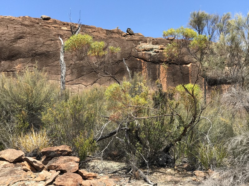 Eucalyptus rigidula subsp. clancularia photo 2