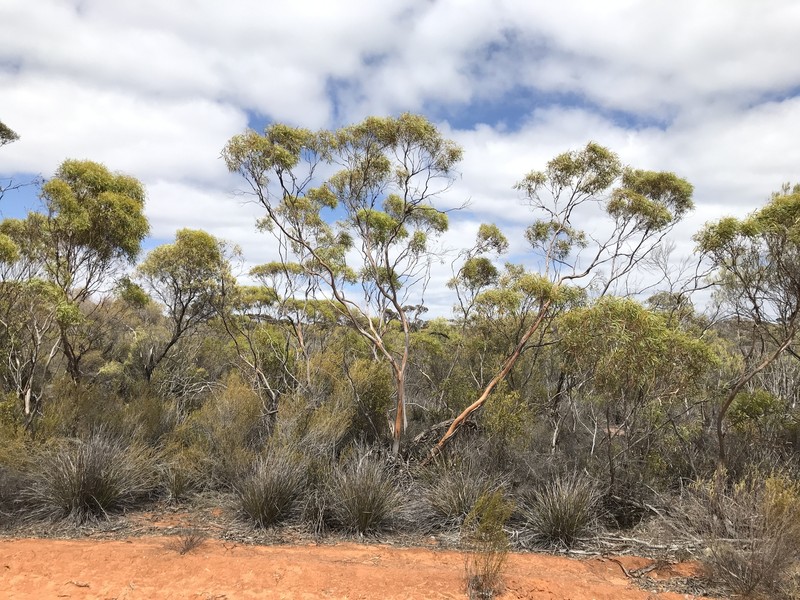 Eucalyptus rigidula subsp. clancularia photo 3