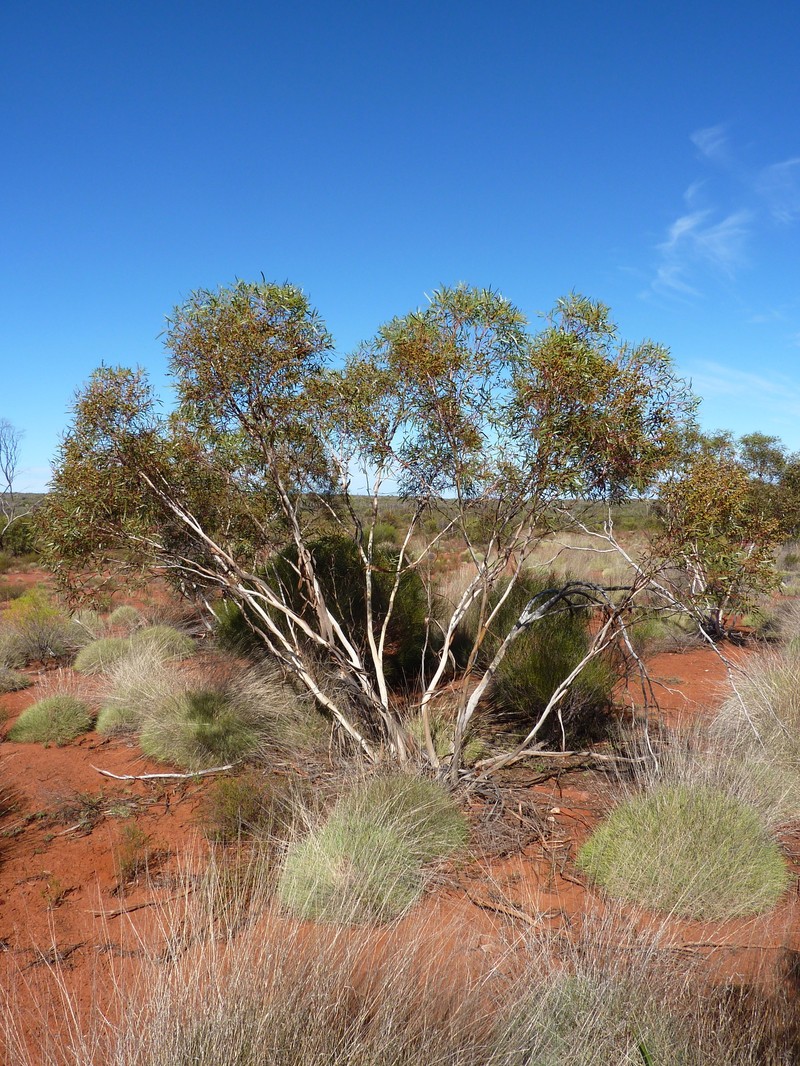Eucalyptus rigidula subsp. clancularia photo 4