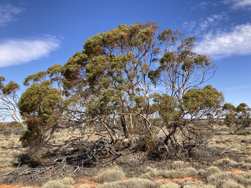 Eucalyptus rigidula subsp. interior