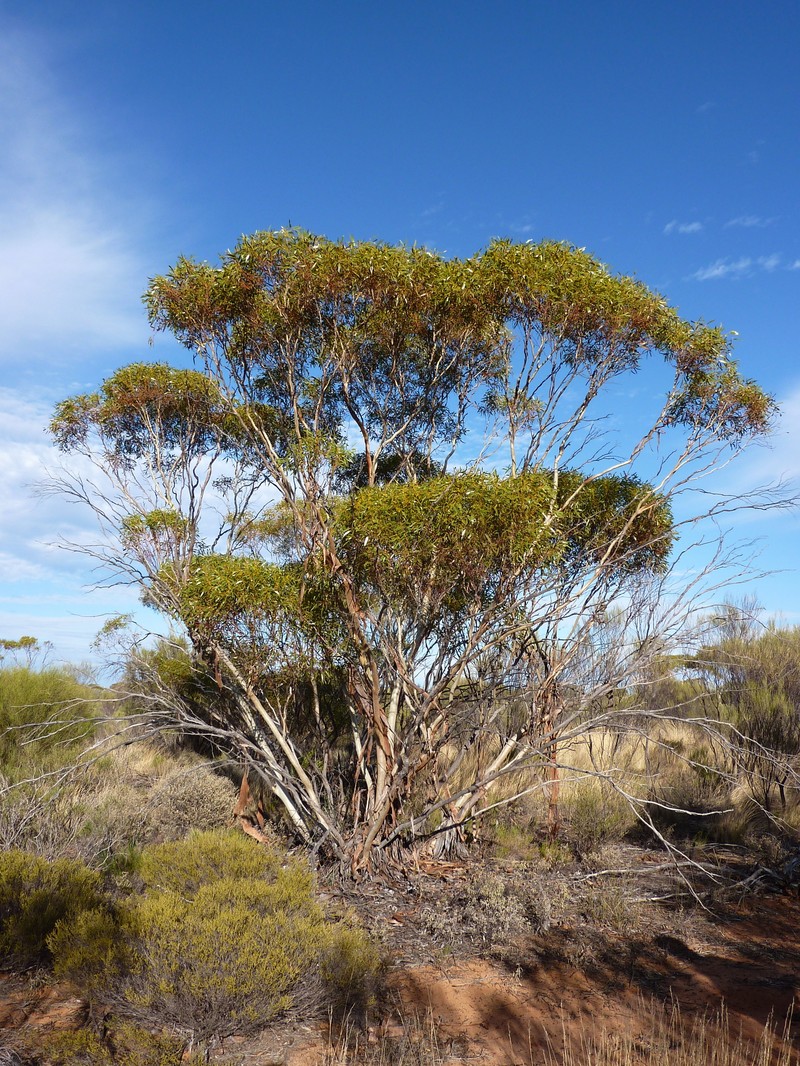 Eucalyptus rigidula subsp. interior photo 2