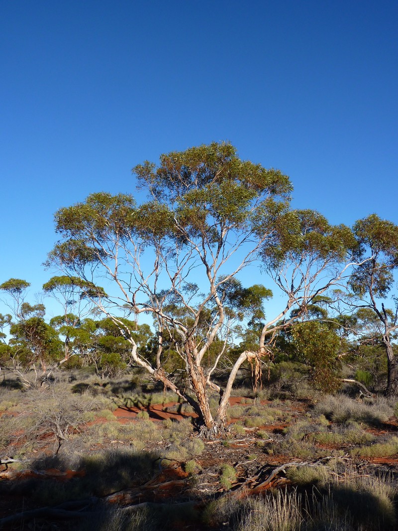 Eucalyptus rigidula subsp. interior photo 3