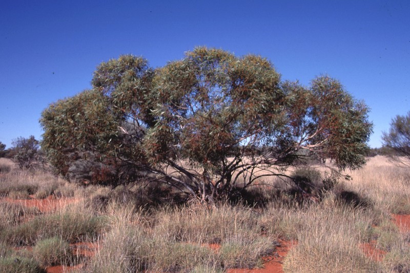 Eucalyptus rigidula subsp. interior photo 4