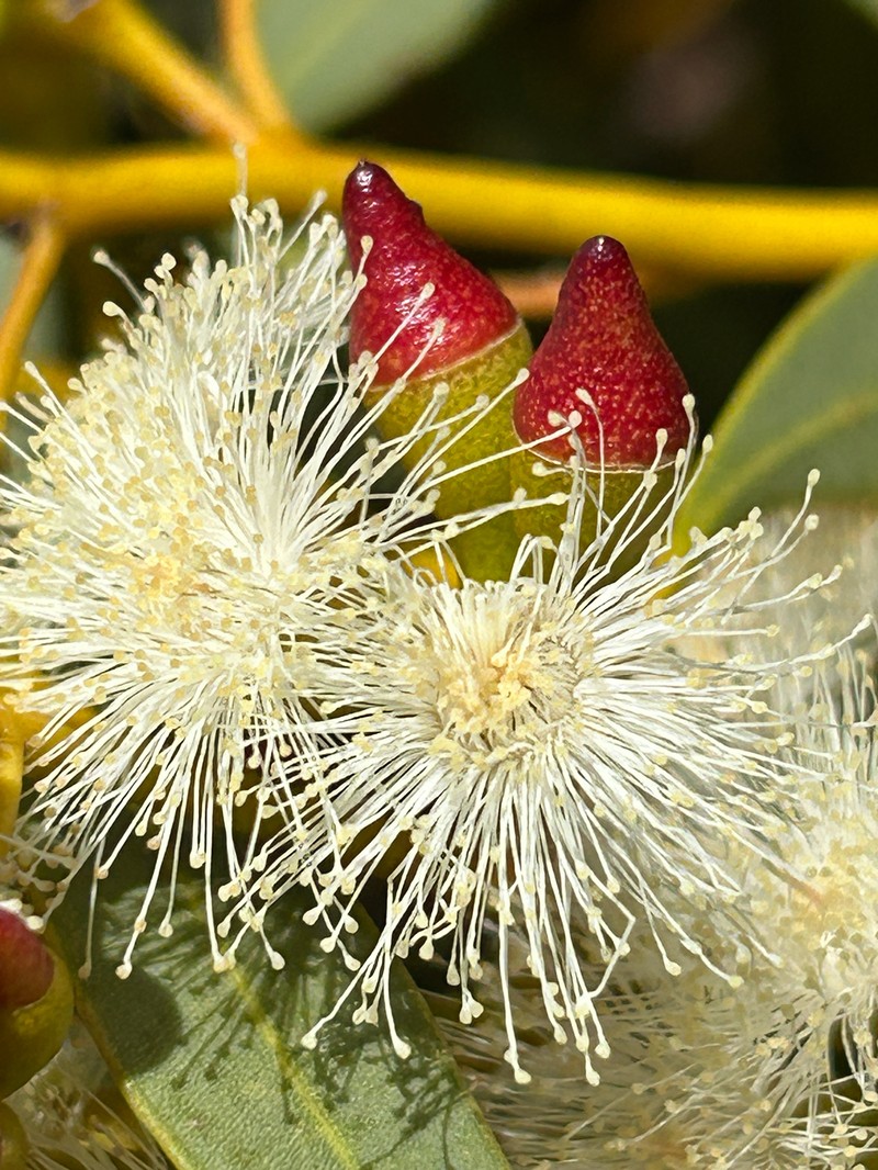 Eucalyptus rigidula subsp. rigidula