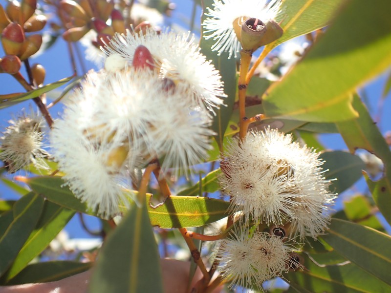 Eucalyptus rigidula subsp. rigidula photo 2