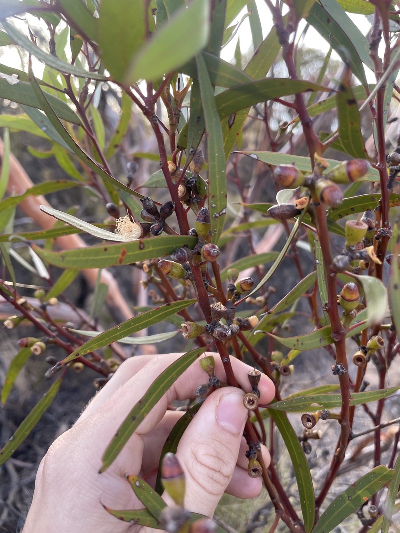 Eucalyptus rigidula subsp. rigidula photo 3