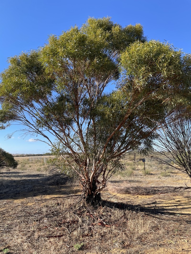 Eucalyptus rigidula subsp. rigidula photo 4