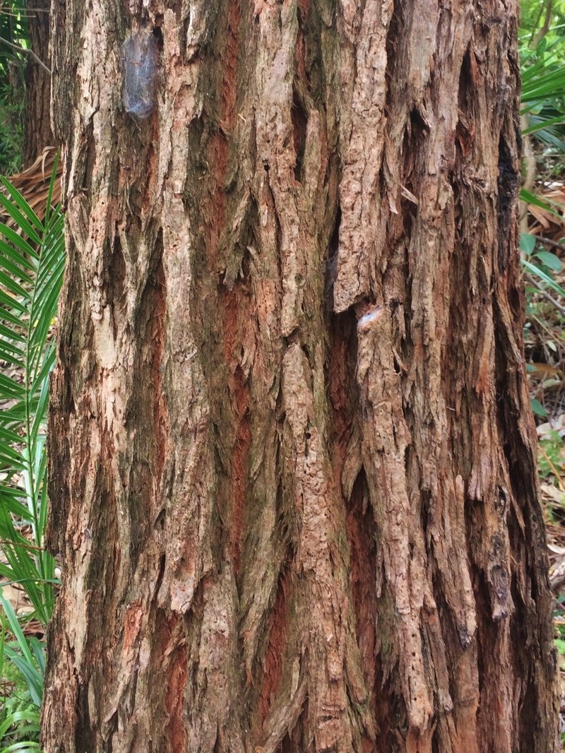 Swampmahogany photo 6