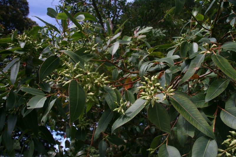 Swampmahogany photo 8