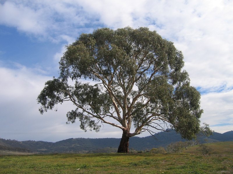Candlebark