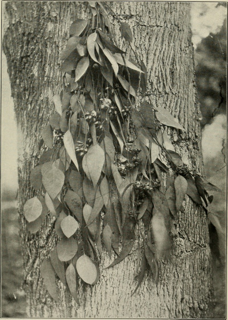 Western Australian Floodedgum photo 4
