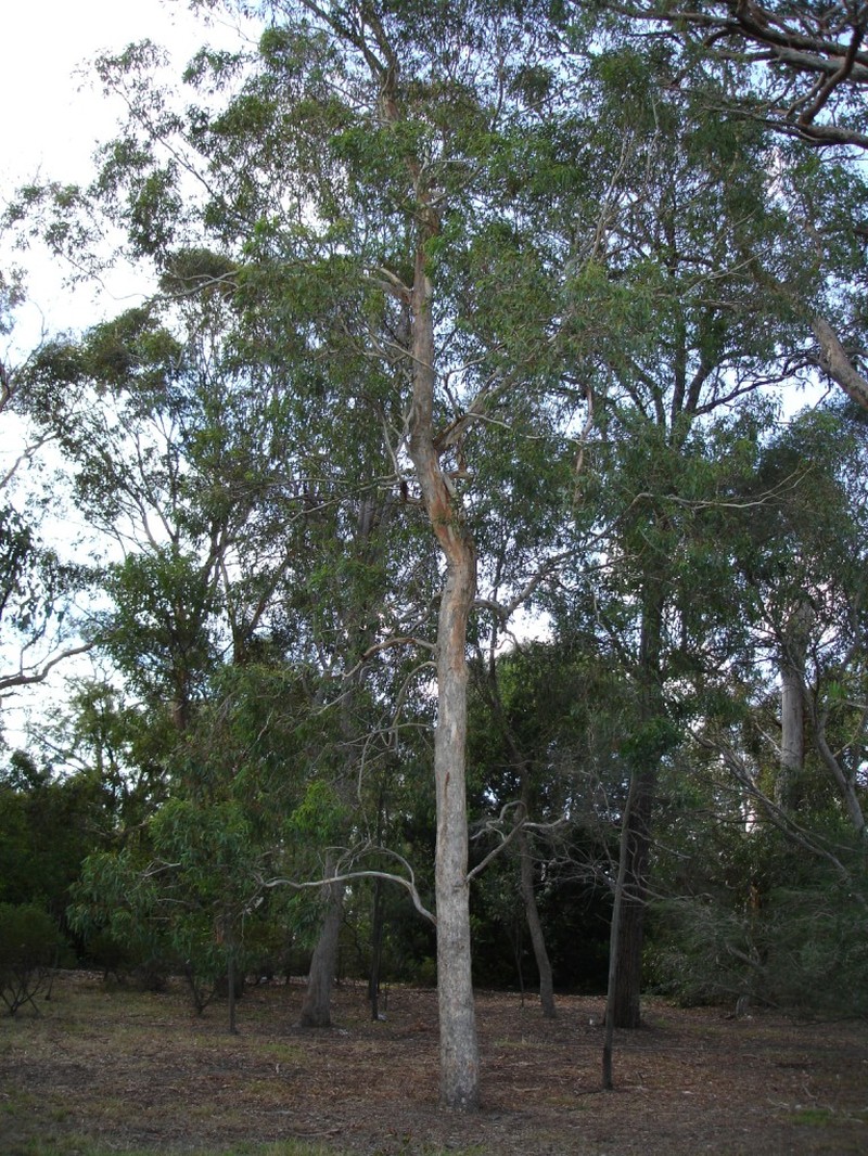 Western Australian Floodedgum