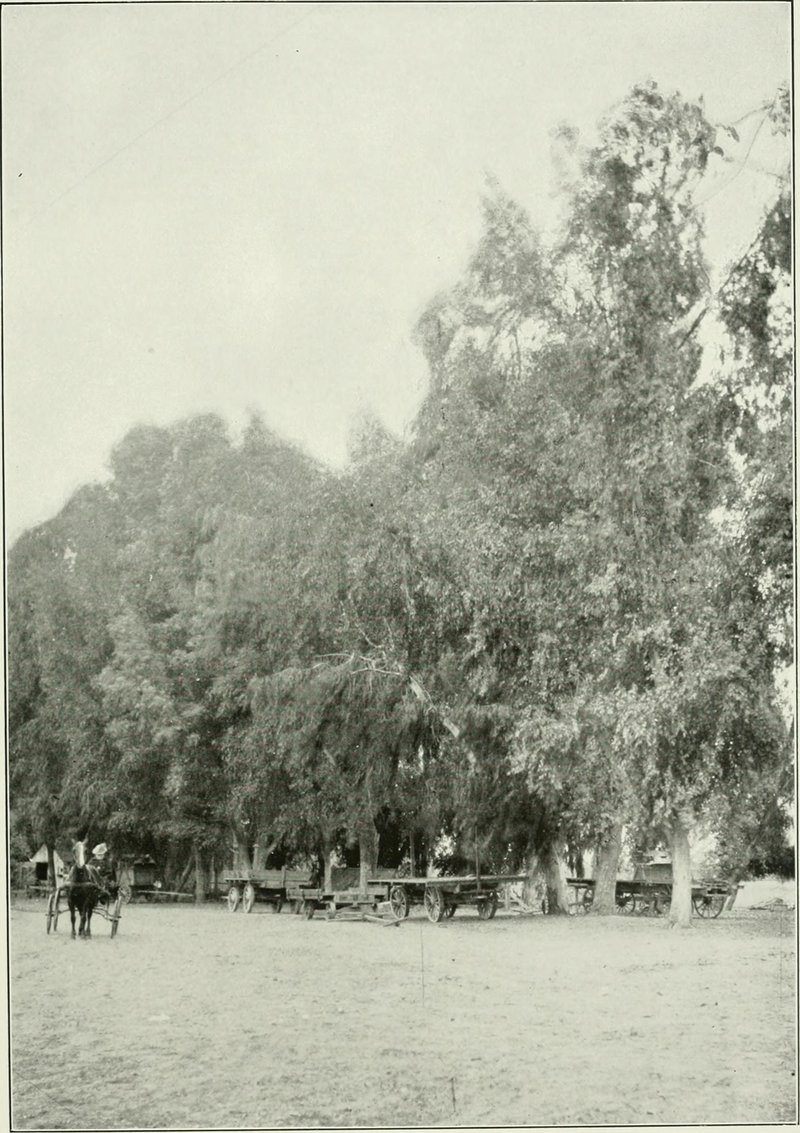 Western Australian Floodedgum photo 6